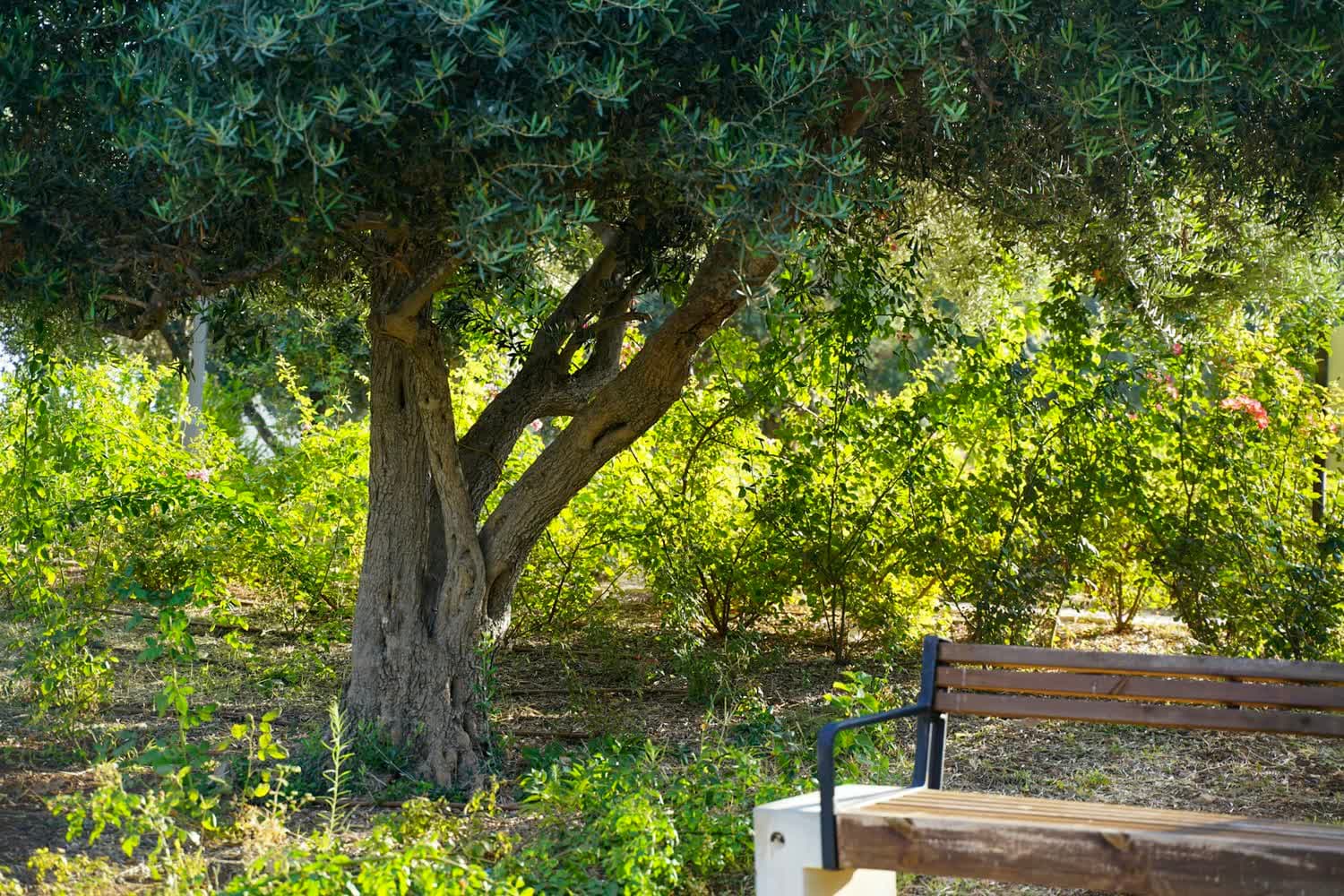 Un banc en bois à l'ombre d'un grand olivier