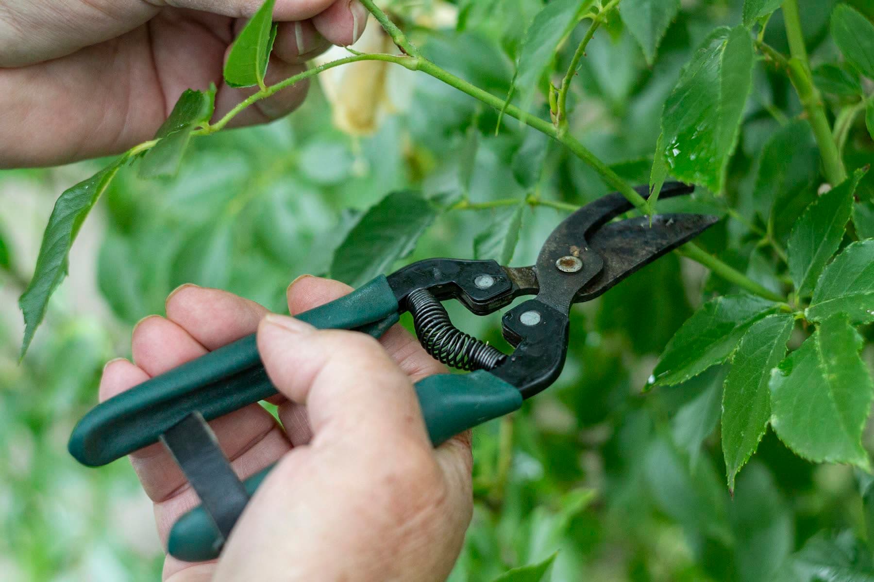 Deux mains taillent une branche au sécateur