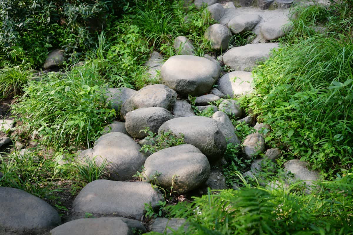Un chemin de galets entre les graminées