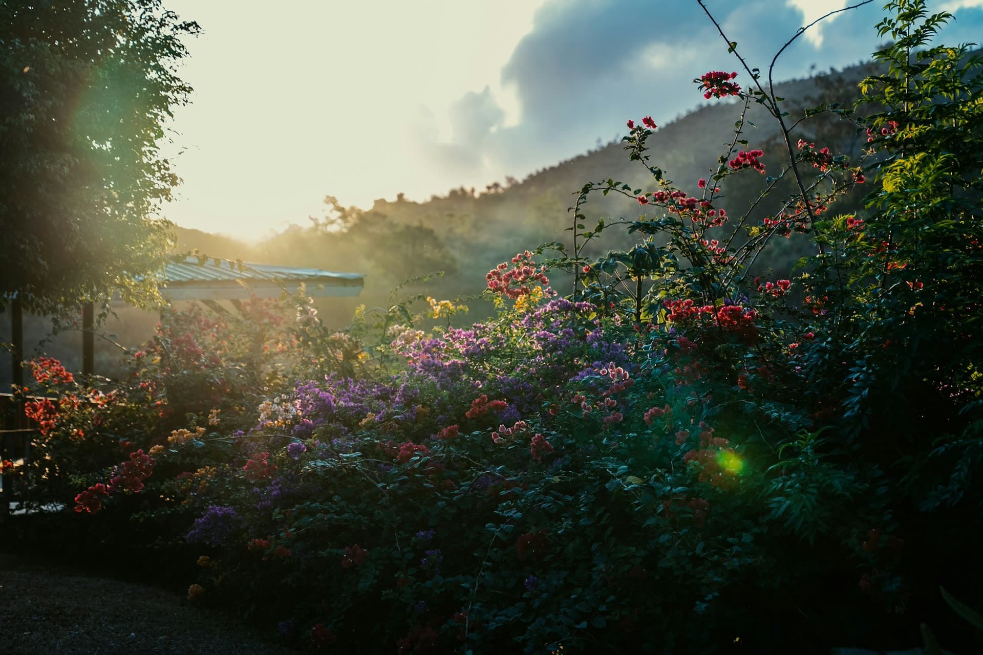 Un massif de vivaces en fleurs dans la lumière du soir, des collines boisées derrière