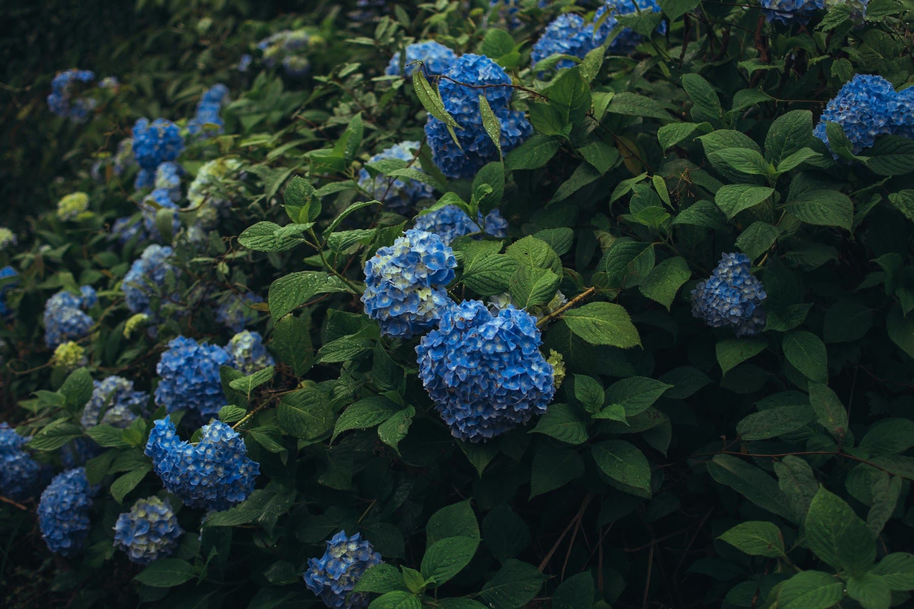 Des hortensias bleus sous la pluie, leurs feuilles luisantes